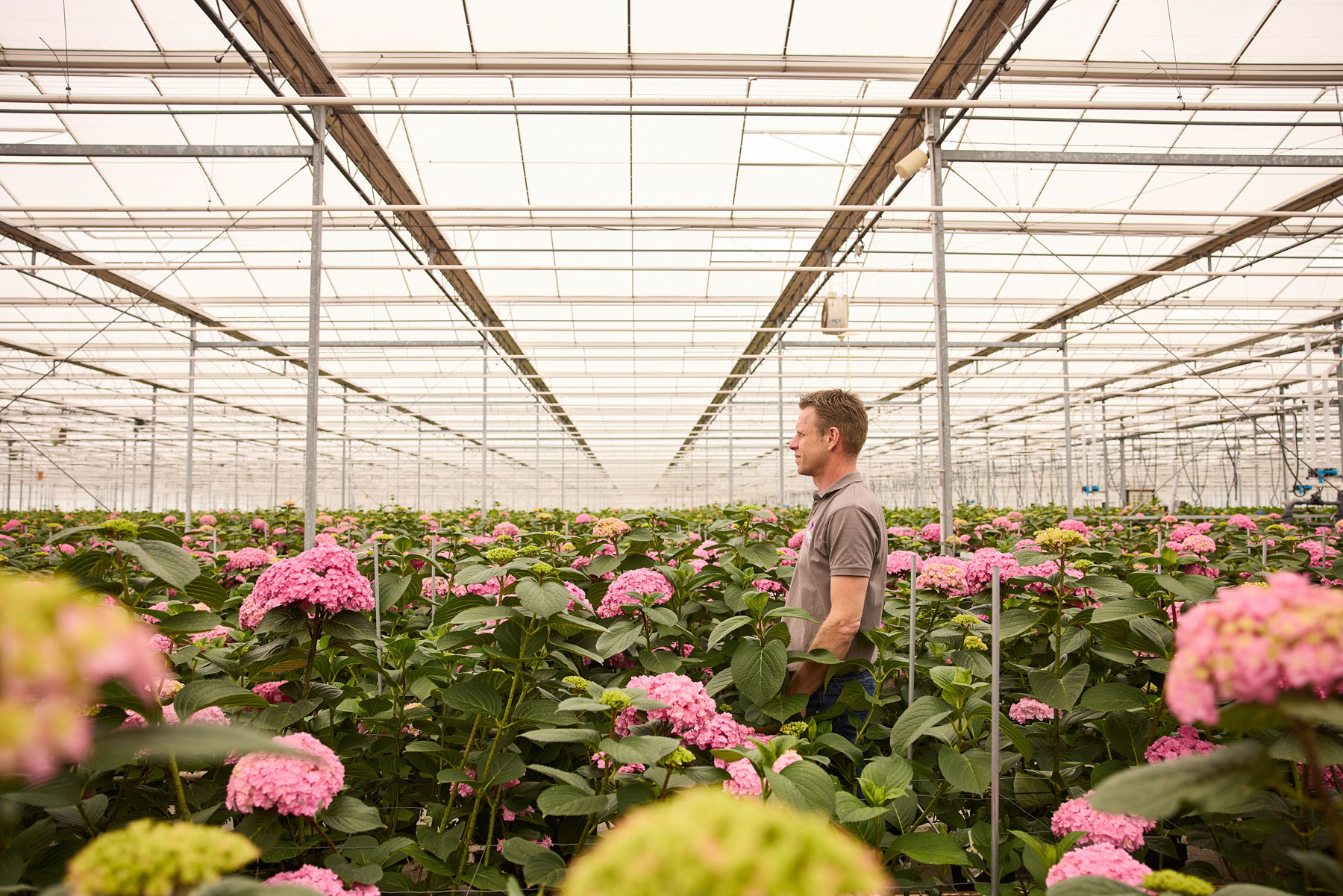 Peeters Hortensia’s